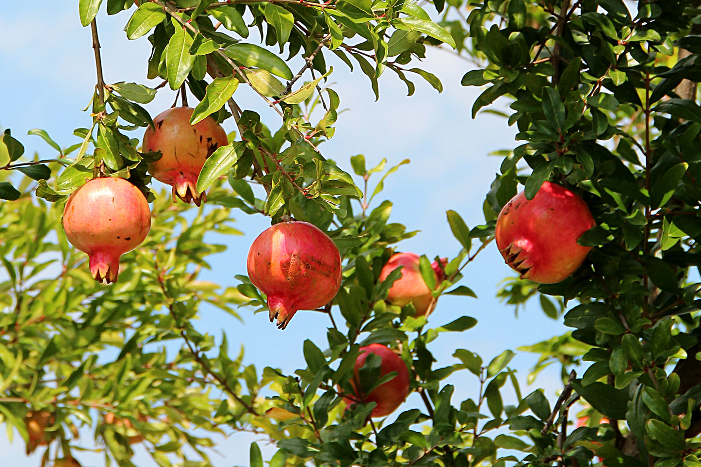 100% Albanian Organic Pomegranate