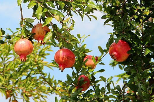 100% Albanian Organic Pomegranate