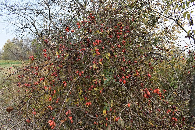 100% Albanian Organic Wild RoseHip Fruit (Dog-Rose)