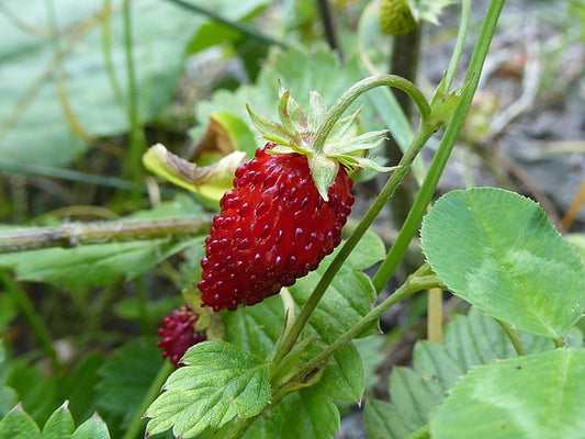 100% Albanian Organic Wild Strawberry