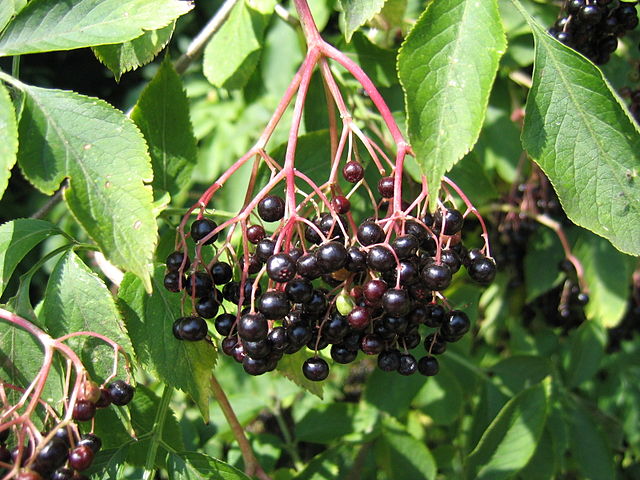 100% Albanian Organic Wild Elderberry