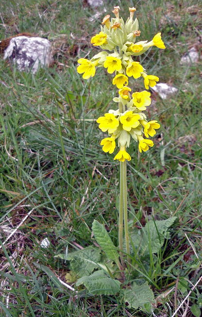 100% Albanian Organic CowSlip Flowers