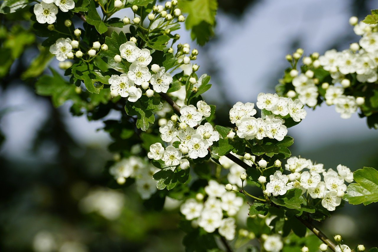 100% Albanian Organic Hawthorn