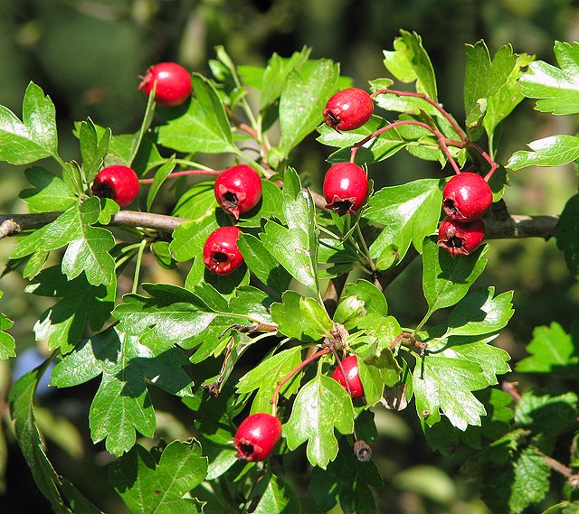 100% Albanian Organic Wild Hawthorn berry