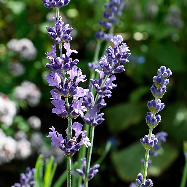 100% Albanian Organic Lavender