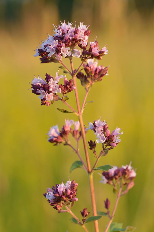 100% Albanian Organic Oregano