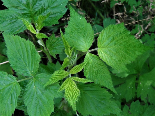 100% Albanian Organic Red Raspberry Leaves