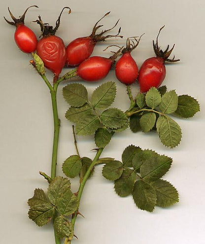 100% Albanian Organic Wild RoseHip Fruit (Dog-Rose)