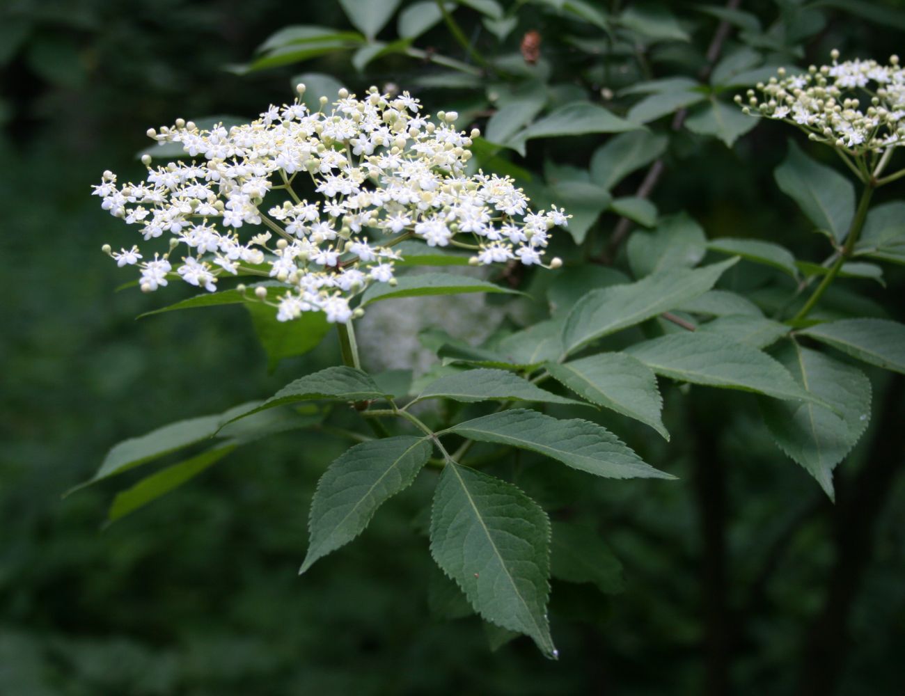 100% Albanian Organic Elderberry Flowers