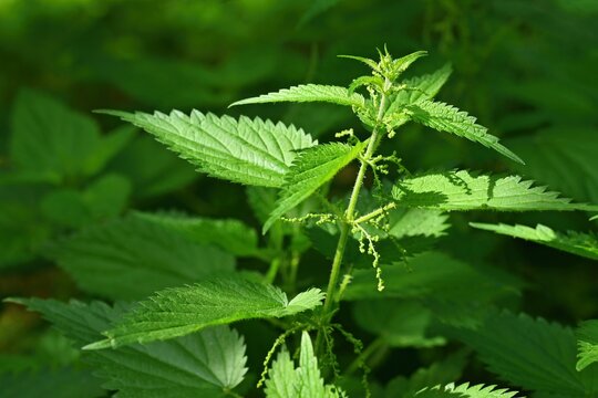 100% Albanian Organic Stinging Nettle Leaves