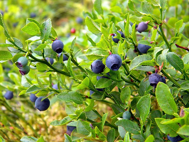 100% Albanian Organic Wild Bilberry/Blueberry