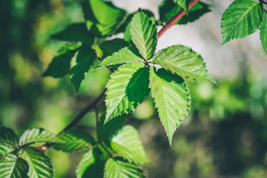 100% Albanian Organic Blackberry Leaves