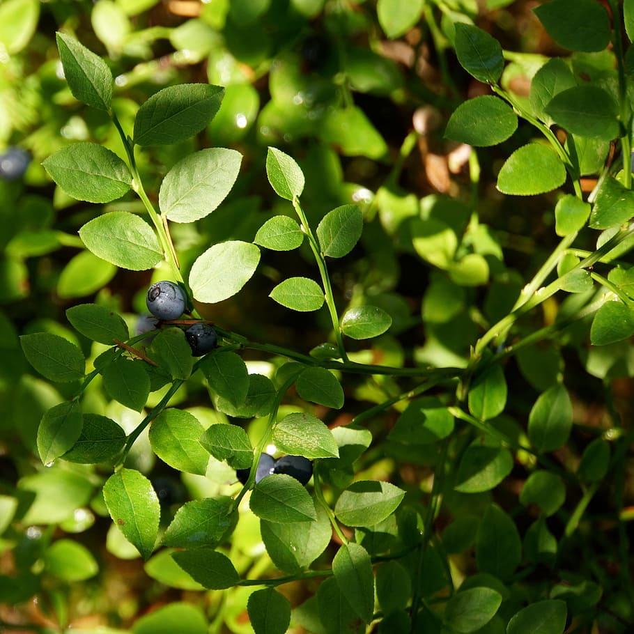 100% Albanian Organic Bilberry/Blueberry Leaves