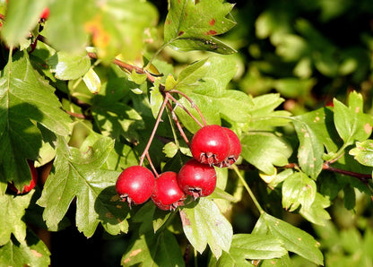 100% Albanian Organic Hawthorn