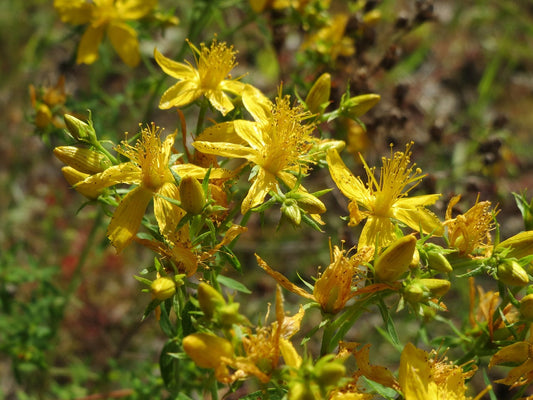 100% Albanian Organic St John's-wort herb