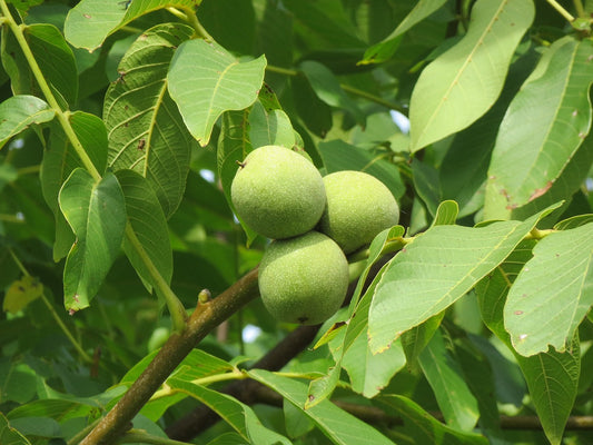 100% Albanian Organic Common ("English") Walnut Leaves