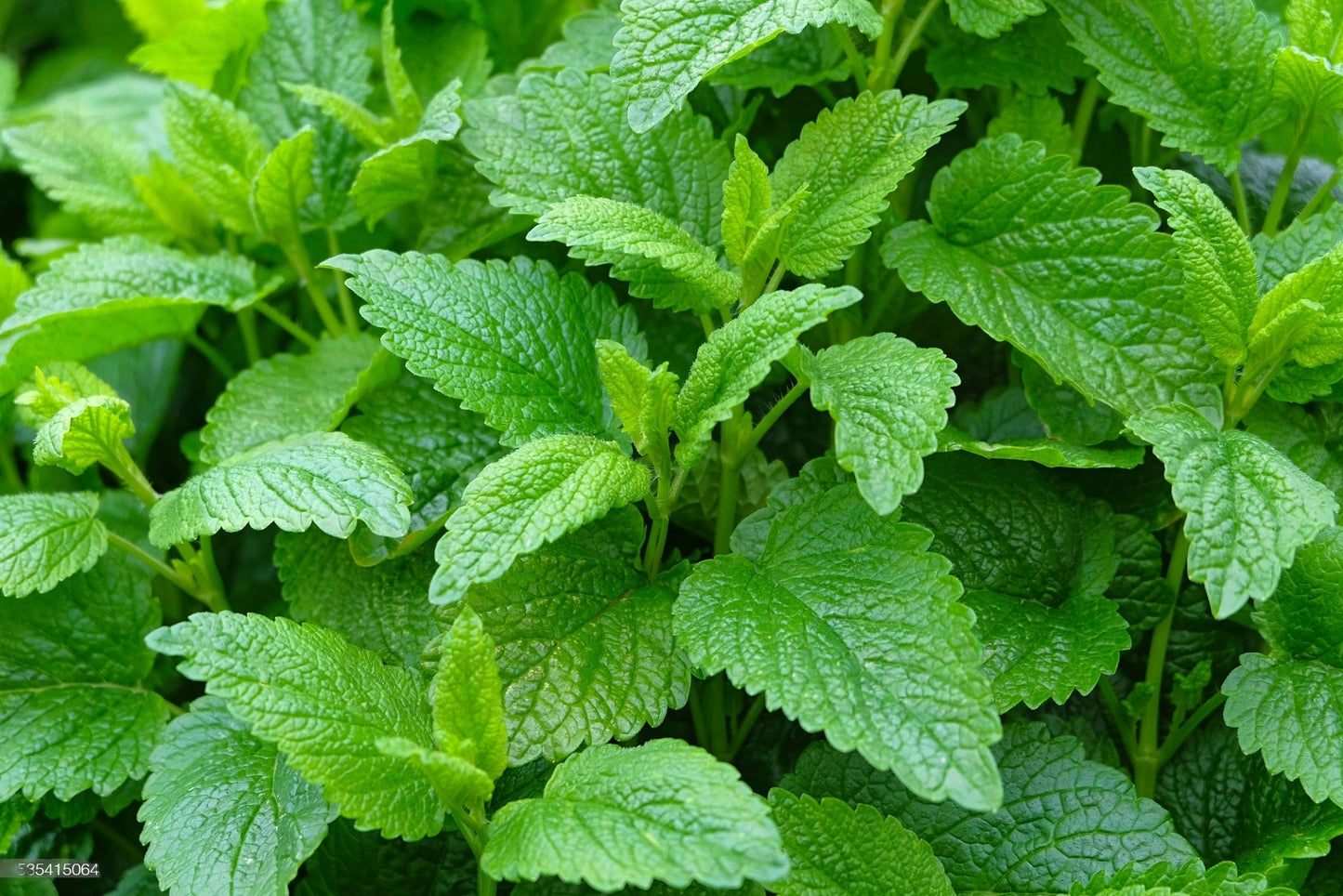 100% Albanian Organic Lemon Balm