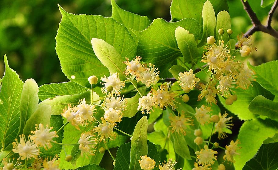 100% Albanian Organic Silver Linden/Lime flowers