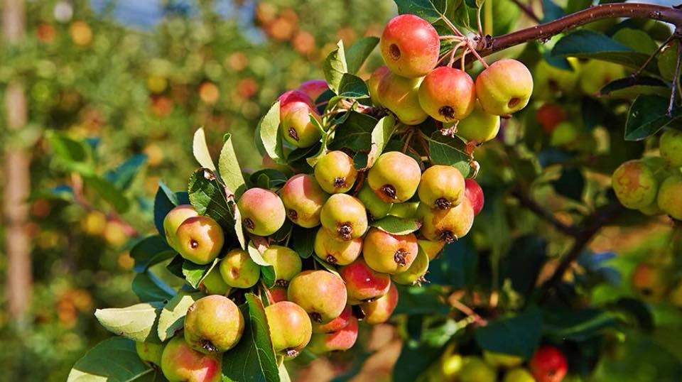 100% Albanian Wild Organic Apples (Crab Apple)